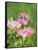 Ruby-throated Hummingbird young male in flight feeding, Hill Country, Texas, USA-Rolf Nussbaumer-Framed Stretched Canvas