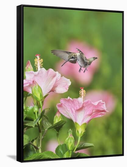 Ruby-throated Hummingbird young male in flight feeding, Hill Country, Texas, USA-Rolf Nussbaumer-Framed Stretched Canvas