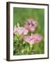 Ruby-throated Hummingbird young male in flight feeding, Hill Country, Texas, USA-Rolf Nussbaumer-Framed Photographic Print