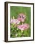 Ruby-throated Hummingbird young male in flight feeding, Hill Country, Texas, USA-Rolf Nussbaumer-Framed Photographic Print