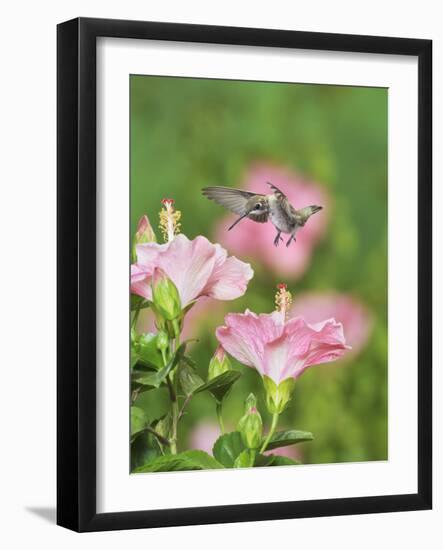 Ruby-throated Hummingbird young male in flight feeding, Hill Country, Texas, USA-Rolf Nussbaumer-Framed Photographic Print