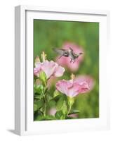 Ruby-throated Hummingbird young male in flight feeding, Hill Country, Texas, USA-Rolf Nussbaumer-Framed Photographic Print