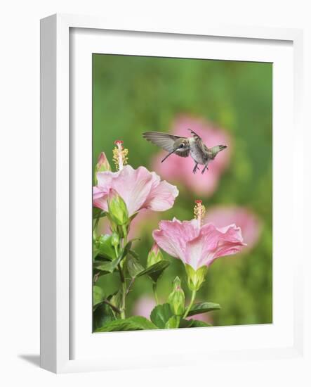 Ruby-throated Hummingbird young male in flight feeding, Hill Country, Texas, USA-Rolf Nussbaumer-Framed Photographic Print