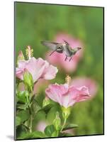 Ruby-throated Hummingbird young male in flight feeding, Hill Country, Texas, USA-Rolf Nussbaumer-Mounted Photographic Print