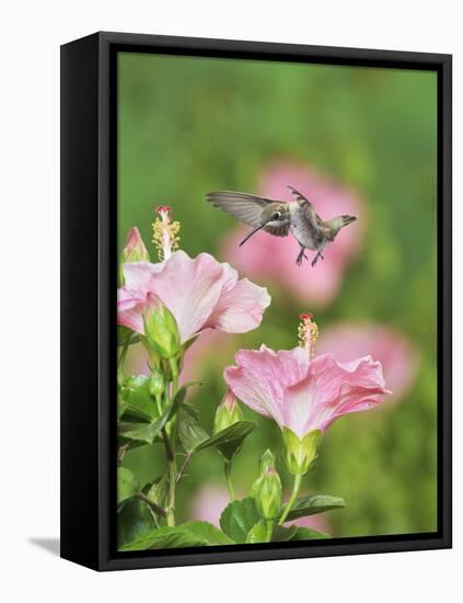 Ruby-throated Hummingbird young male in flight feeding, Hill Country, Texas, USA-Rolf Nussbaumer-Framed Stretched Canvas