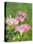 Ruby-throated Hummingbird young male in flight feeding, Hill Country, Texas, USA-Rolf Nussbaumer-Stretched Canvas