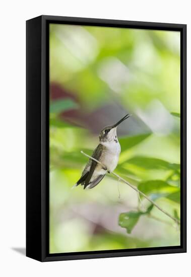 Ruby-Throated Hummingbird-Gary Carter-Framed Stretched Canvas