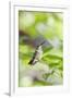 Ruby-Throated Hummingbird-Gary Carter-Framed Premium Photographic Print