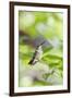 Ruby-Throated Hummingbird-Gary Carter-Framed Premium Photographic Print