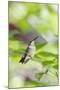 Ruby-Throated Hummingbird-Gary Carter-Mounted Premium Photographic Print