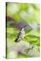 Ruby-Throated Hummingbird-Gary Carter-Stretched Canvas