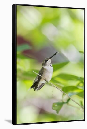Ruby-Throated Hummingbird-Gary Carter-Framed Stretched Canvas
