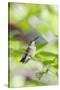 Ruby-Throated Hummingbird-Gary Carter-Stretched Canvas