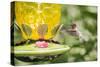 Ruby-Throated Hummingbird-Gary Carter-Stretched Canvas