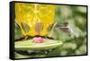 Ruby-Throated Hummingbird-Gary Carter-Framed Stretched Canvas