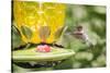 Ruby-Throated Hummingbird-Gary Carter-Stretched Canvas