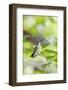 Ruby-Throated Hummingbird-Gary Carter-Framed Photographic Print