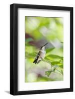 Ruby-Throated Hummingbird-Gary Carter-Framed Photographic Print