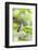 Ruby-Throated Hummingbird-Gary Carter-Framed Photographic Print