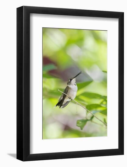 Ruby-Throated Hummingbird-Gary Carter-Framed Photographic Print