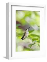 Ruby-Throated Hummingbird-Gary Carter-Framed Photographic Print