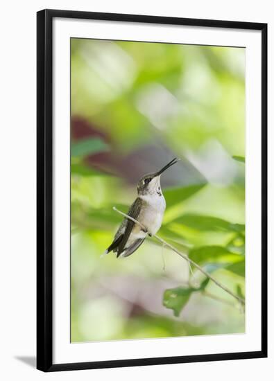 Ruby-Throated Hummingbird-Gary Carter-Framed Photographic Print