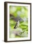 Ruby-Throated Hummingbird-Gary Carter-Framed Photographic Print