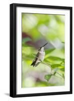 Ruby-Throated Hummingbird-Gary Carter-Framed Photographic Print