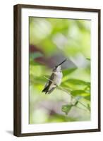 Ruby-Throated Hummingbird-Gary Carter-Framed Photographic Print