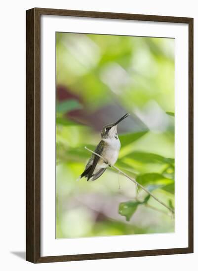 Ruby-Throated Hummingbird-Gary Carter-Framed Photographic Print