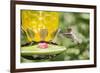 Ruby-Throated Hummingbird-Gary Carter-Framed Photographic Print