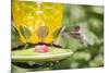 Ruby-Throated Hummingbird-Gary Carter-Mounted Photographic Print