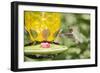 Ruby-Throated Hummingbird-Gary Carter-Framed Photographic Print