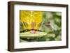 Ruby-Throated Hummingbird-Gary Carter-Framed Photographic Print