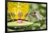 Ruby-Throated Hummingbird-Gary Carter-Framed Photographic Print