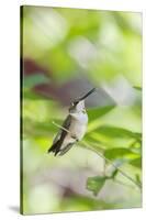 Ruby-Throated Hummingbird-Gary Carter-Stretched Canvas