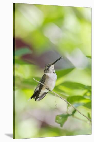 Ruby-Throated Hummingbird-Gary Carter-Stretched Canvas