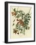 Ruby Throated Hummingbird-null-Framed Giclee Print