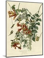 Ruby Throated Hummingbird-null-Mounted Giclee Print