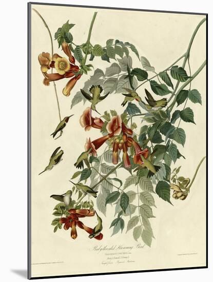 Ruby Throated Hummingbird-null-Mounted Giclee Print