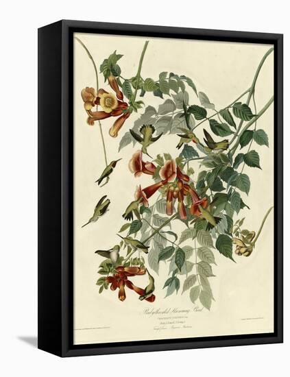 Ruby Throated Hummingbird-null-Framed Stretched Canvas