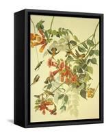 Ruby-Throated Hummingbird-John James Audubon-Framed Stretched Canvas