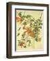 Ruby-Throated Hummingbird-John James Audubon-Framed Art Print