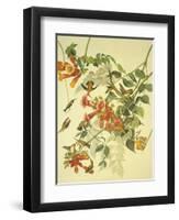 Ruby-Throated Hummingbird-John James Audubon-Framed Art Print