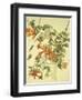 Ruby-Throated Hummingbird-John James Audubon-Framed Art Print