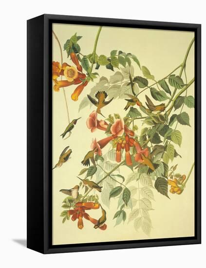 Ruby-Throated Hummingbird-John James Audubon-Framed Stretched Canvas