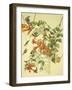 Ruby-Throated Hummingbird-John James Audubon-Framed Art Print