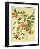 Ruby-Throated Hummingbird-John James Audubon-Framed Art Print