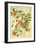 Ruby-Throated Hummingbird-John James Audubon-Framed Art Print