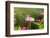 Ruby-throated hummingbird-Richard and Susan Day-Framed Photographic Print